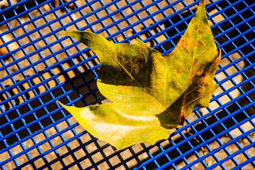 autumnal colored maple leaf on a blue grid seat