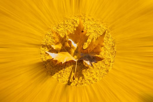 autumnal colored maple leaf on a yellow blurred underground