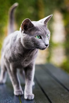 Blue russian shorthair cat on a wooden table. Green trees background.
