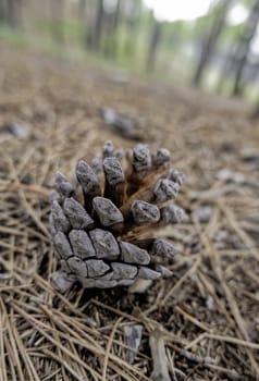 Detail of dried fruit of a pine tree lying in a forest in nature