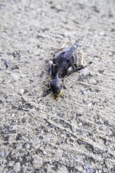 Detail of small dead bird on the ground, wildlife