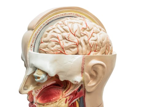 Human brain model of head anatomy for medical training course, teaching medicine education.