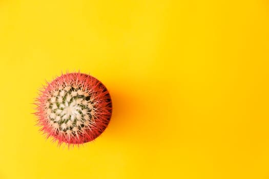 Pink cactus top view. Concept on Yellow background.