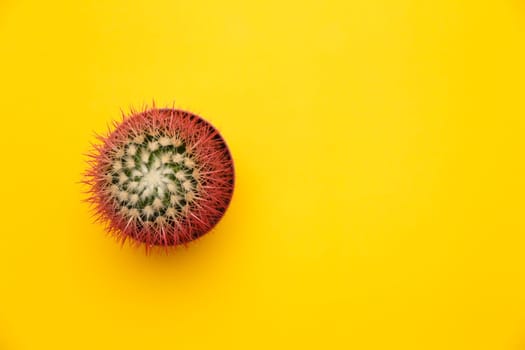 Pink cactus top view. Concept on Yellow background.