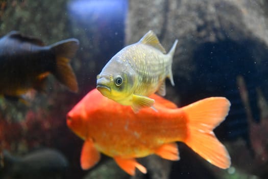 Freshwater fish in the aquarium