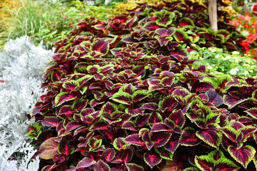 Coleus on a beautifully planted flower bed