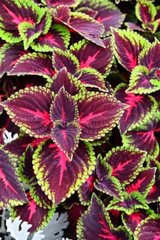 Coleus on a beautifully planted flower bed