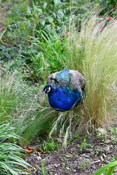 blue peacook in the tall grass