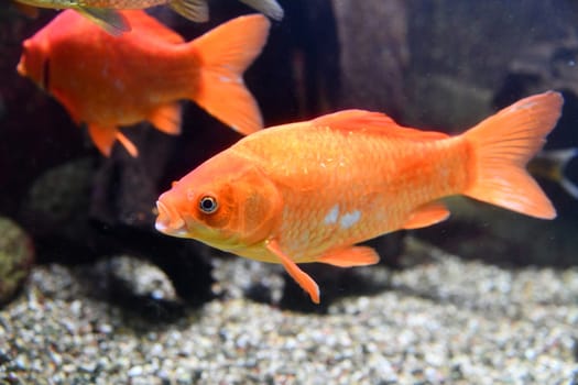 Freshwater fish in the aquarium