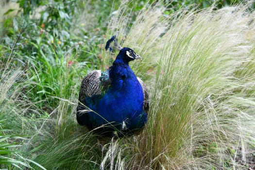 blue peacook in the tall grass