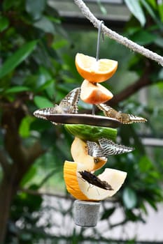 Feeding the butterflies with sweet fruits