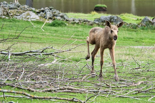 Moose baby in motion on a meadow. Young animal from the forest. King of the forest. Brown fur of the mammal. Animal photo from Scandinavia, Sweden