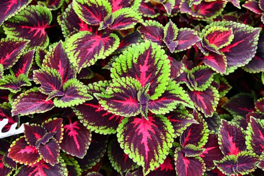 Coleus on a beautifully planted flower bed