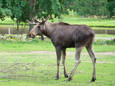 Elk bull in Scandinavia on a meadow with antlers. King of the forests in Sweden. Largest mammal in Europe. Animal photo