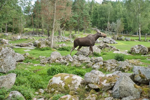 Moose in Scandinavia in the forest between trees and stones. King of the forests in Sweden. Largest mammal in Europe. Animal photo