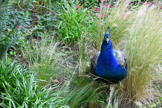 blue peacook in the tall grass