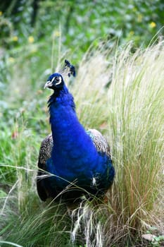 blue peacook in the tall grass