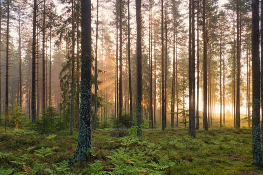 Pine forest by a forest lake at sunrise in Sweden. Sun rays shining through the trees, Light ground fog. Scandinavia nature