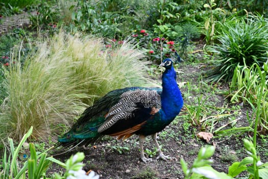 blue peacook in the tall grass