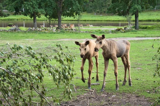 two baby moose in a meadow. Young animals from the forest. King of the forest. Brown fur of mammals. Animal photo from Scandinavia, Sweden