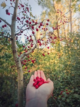 Female hand holding fresh bio hawthorn berries after picking them up from the tree in the forest. Wildberries in the woods natural environment. Crataegus autumn season fruits