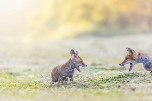 Cheerful picture of a pair of two red foxes discussing together in field in the sunlight.   Horizontally.