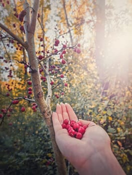 Woman hand holding fresh bio hawthorn berries after picking them up from the tree in the forest. Wildberries in the woods natural environment. Crataegus autumn season fruits