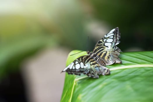 Macro photo of beautiful  butterfly posing with open wings on leaf of a green plant. Horizontally.