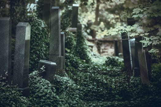 Old cemetery with tombstones  overgrown with ivy. The photo is in dark shades as a background. Horizontally.