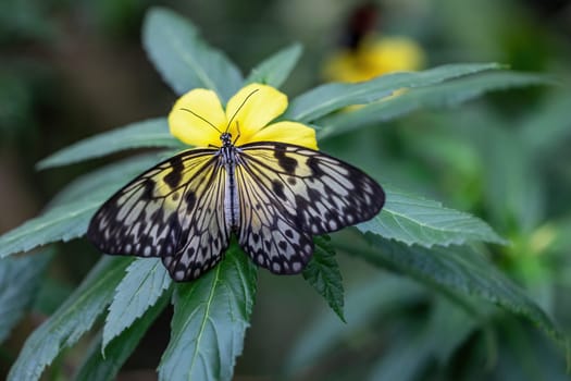 View from above on Malabar Tree Nymph butterfly with transparent open wings resting on the yellow flower. Horizontally.