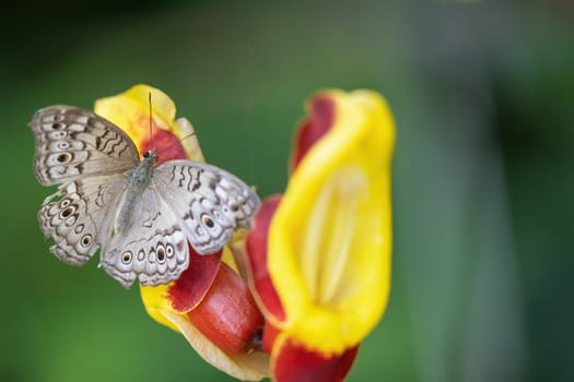 Grey pansy butterfly (Junonia atlites) is resting on red and yellow flower. Horizontally.