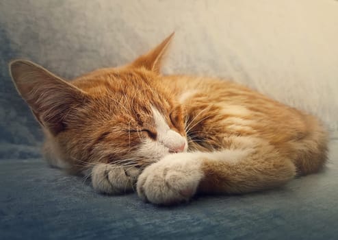 Orange kitten sleeping sweet. Closeup portrait of cute ginger cat resting on a sofa