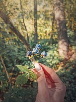 Female hand holding a twig with ripe wild blackberries. Fresh bio berries picked up up from the forest. Closeup bunch of bramble fruits in the woods, autumn seasonal background