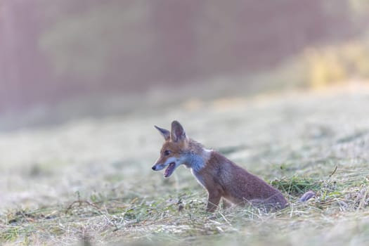 Adorable fox cub is sitting in the field in early morning sunlight.  Horizontally.