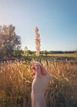 Female hand holding a foxtail reed plant in the wind over the idyllic rural background. Autumnal background, fall season beauty, picturesque view. Autumn countryside grassland