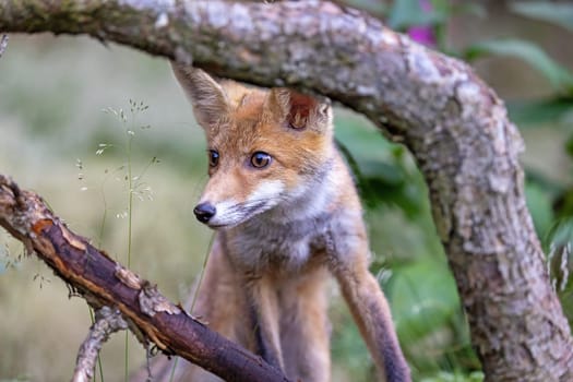 Front view of cute fox cub posing between two tree branches. Horizontally.