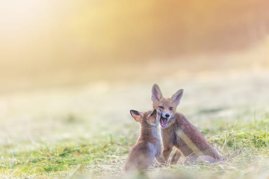 Pair of adorable smiling two red foxes is posing in field in the sunlight.  Horizontally.