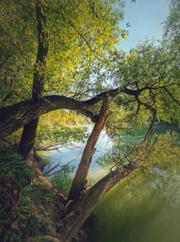 Wild nature view with willow trees growing above the water on the Prut riverbank