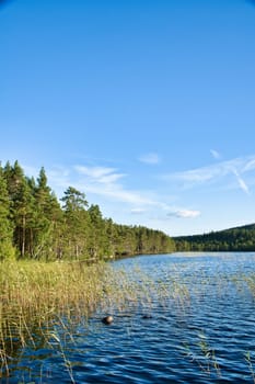 View of a lake in Smaland in Sweden. Blue water with light waves and reeds. Blue sky with veil clouds. Summer in nature in Scandinavia. Landscape photo