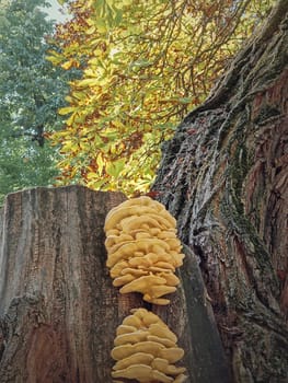 Closeup mushrooms growing on a chestnut tree stem. Laetiporus sulphureus known as chicken of the woods