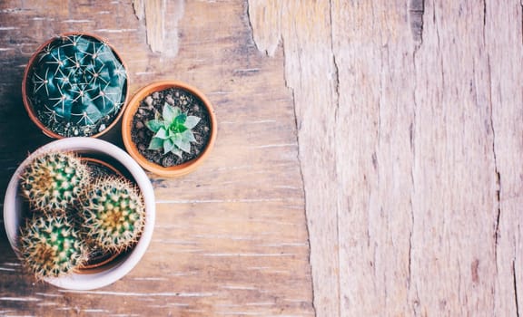 Various cactus and succulent plant in clay pot on vintage wooden background from above. Houseplant growing hobby and spring gardening at home flat lay. Flower shop design banner.