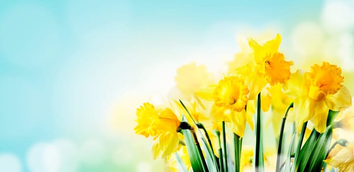 Closeup of beautiful spring daffodil bunch in garden with sunlight and bokeh sky background. Springtime yellow narcissus flower in sunny filed. Nature landscape design wallpaper. April easter holiday layout banner.