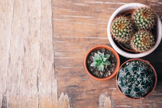 Various cactus and succulent plant in clay pot and gardening tool on vintage wooden background from above. Houseplant growing hobby and spring flower care at home flat lay. Flower shop design banner.