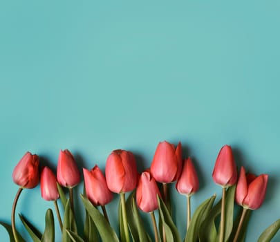 Red tulip flower on pastel blue background from above. Spring bud bouquet creative frame design. Top view. Minimal pop art wallpaper. Valentine, Mother's day and wedding greeting card.