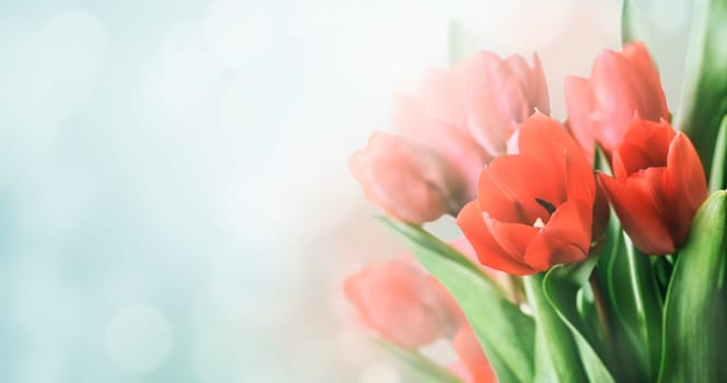 Beautiful spring tulip bunch in garden with bokeh background. Closeup of april springtime seasonal flower bouquet  border. Nature beauty design art.