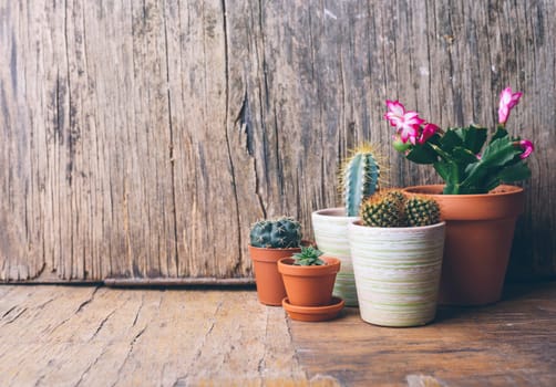 Various cactus and succulent plant in clay pot on vintage wooden background. Houseplant growing hobby and spring gardening at home. Flower care.