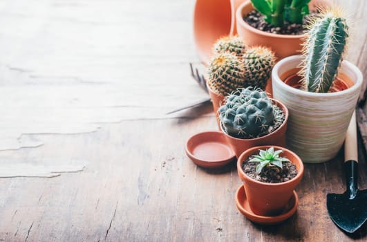 Various cactus and succulent plant in clay pot and gardening tool on vintage wooden background from above. Houseplant growing hobby and spring flower care at home. Flower shop design banner.