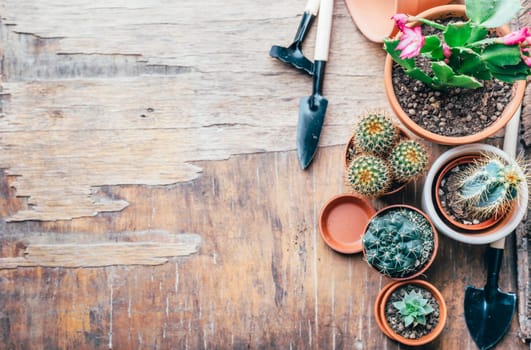 Various cactus and succulent plant in clay pot and gardening tool on vintage wooden background from above. Houseplant growing hobby and spring flower care at home flat lay. Flower shop design banner.