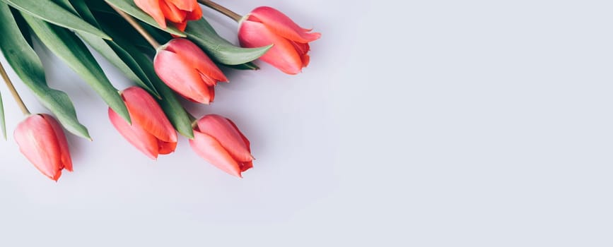 Red tulip flower on natural white background from above. Spring bud bouquet creative frame design. Top view. Minimal pop art wallpaper. Valentine, Mother's day and wedding greeting card.