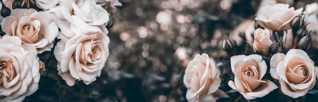 Fine art image of beautiful pastel roses in garden. Valentine and bridal vintage card design. Artistic floral bouquet wallpaper background.